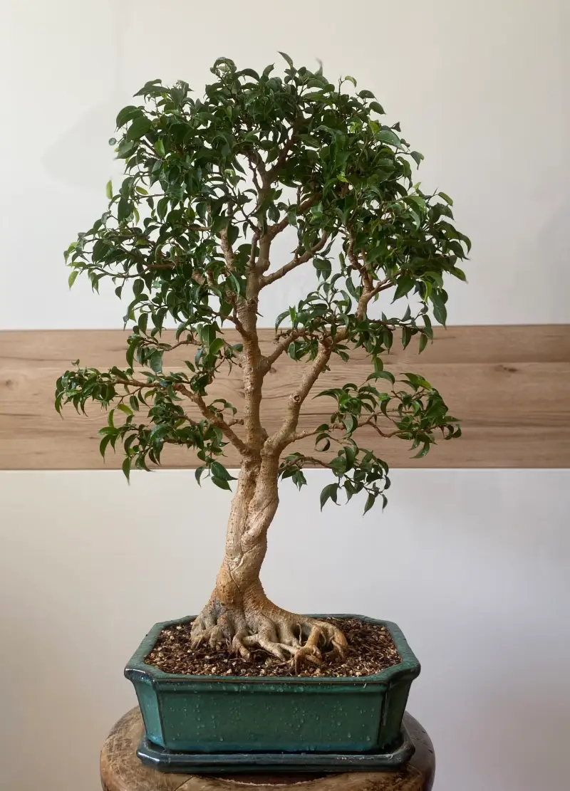 Bonsai Ficus benjamina Formschnitt 