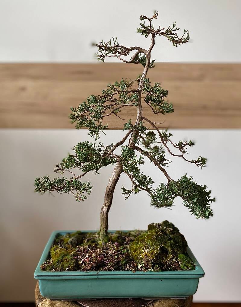 Bonsai Chinesischer Wacholder