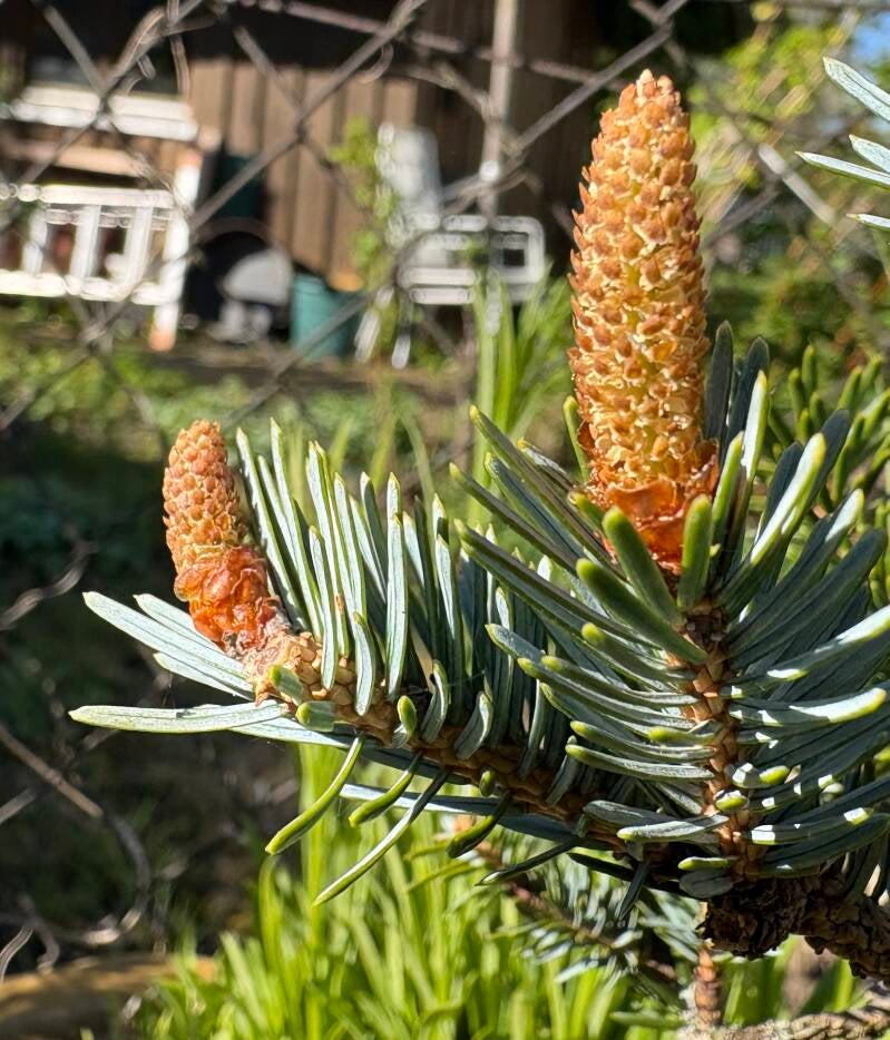 Blüten