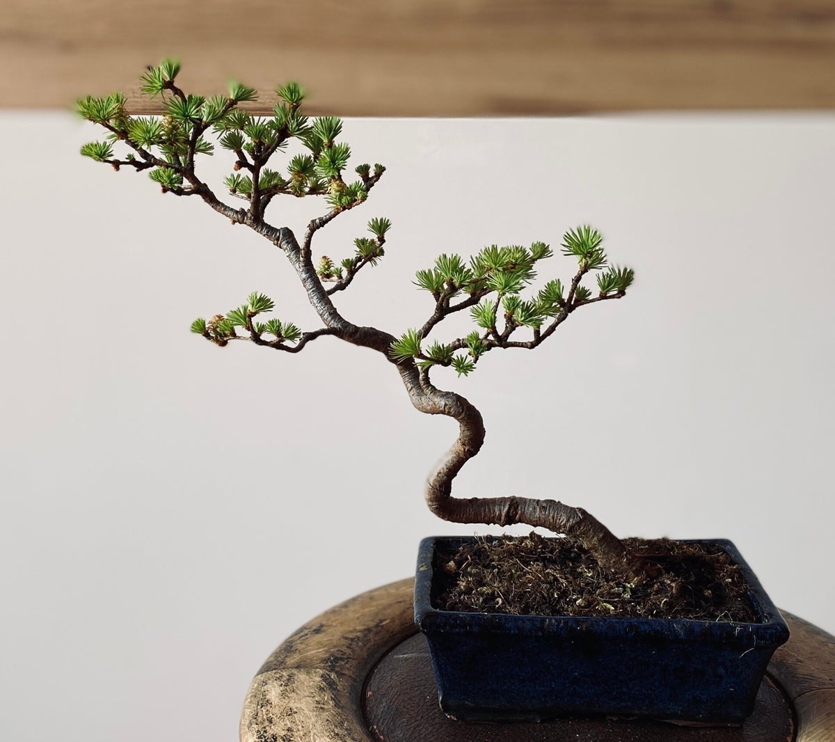 Bonsai, Lrche