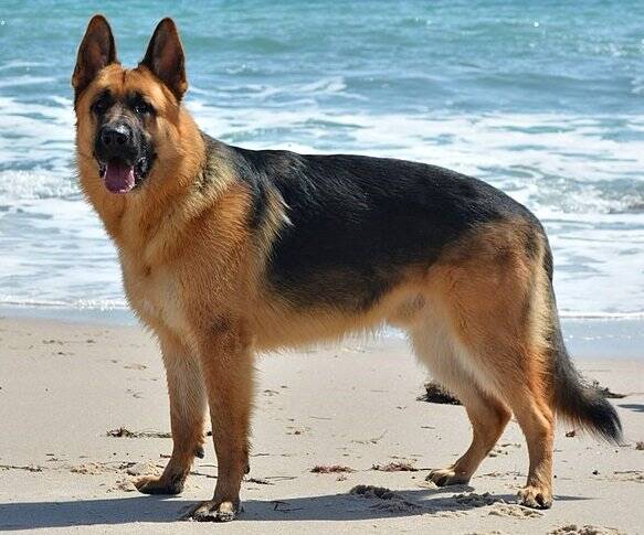german-shepherds-dans-pet-care-standard-vmnq9h.jpg