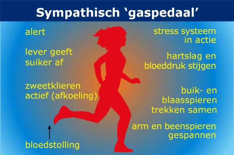 Sympatisch 'gaspedaal'