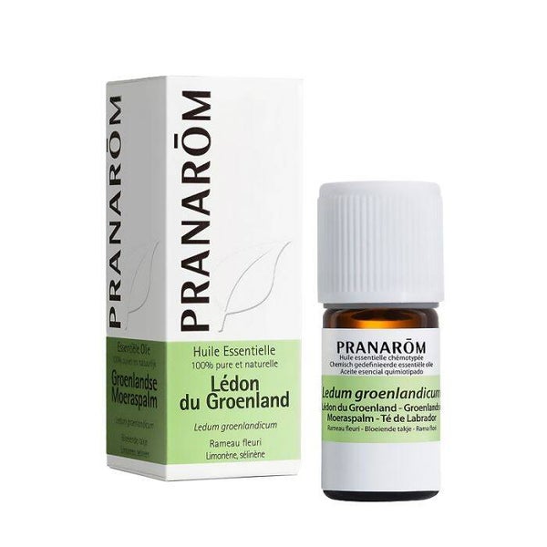 Huile essentielle de Lédon du Groenland / Puissante, rare et précieuse