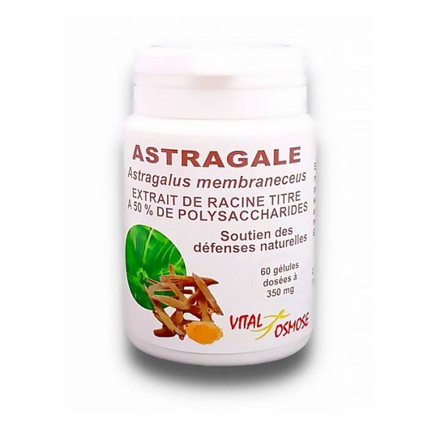 Astragale chinoise 50% polysaccharides