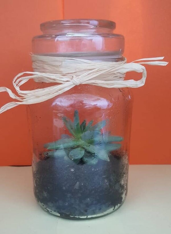 Pot vetplant met sierlijk strolint