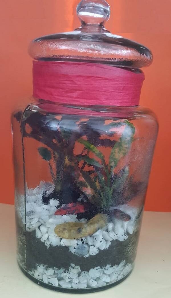 Mooie pot met 2 plantjes