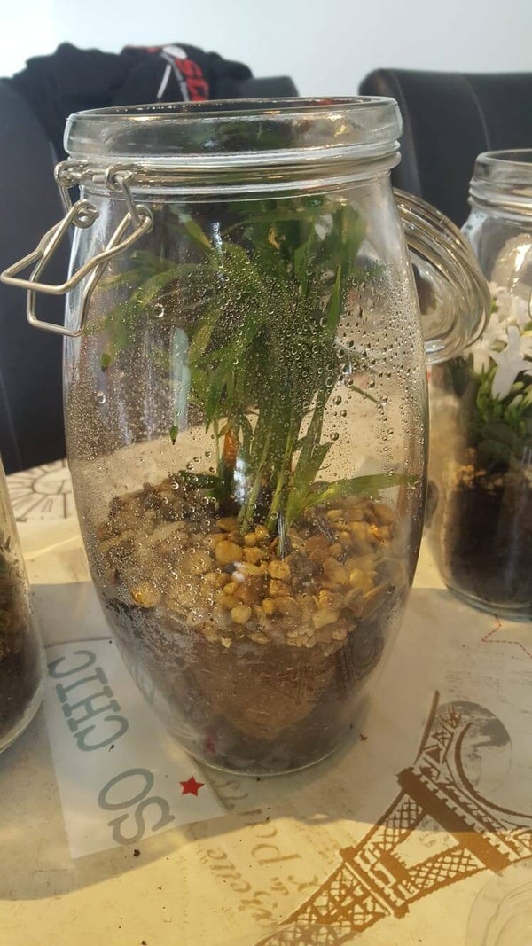Bamboe in pot