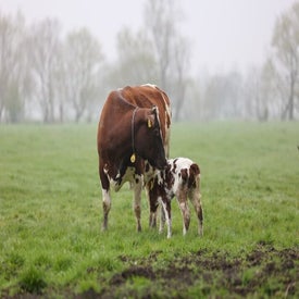 Kalfje bij de Koe