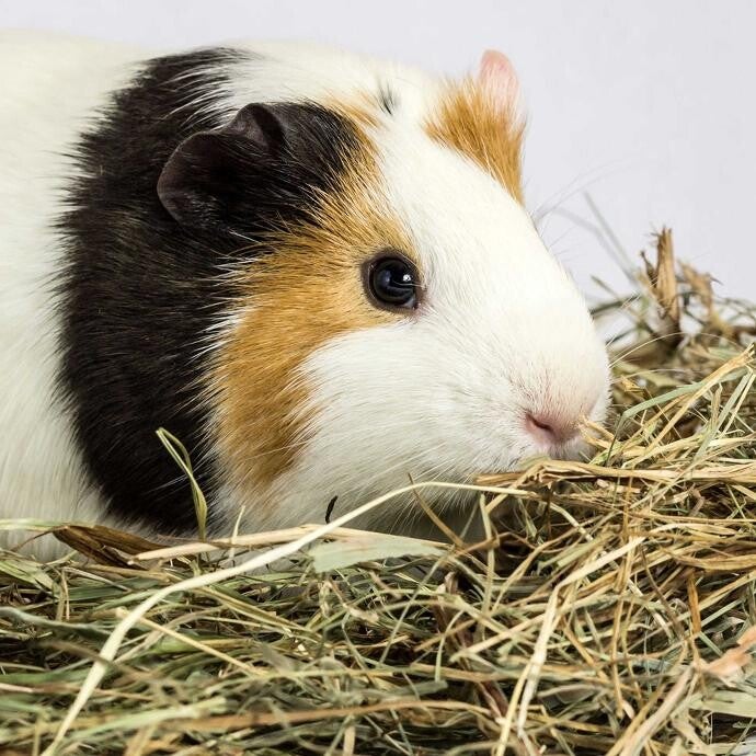 COCHON D'INDE 18% CUBE (15KG) / Guinea Pig pelleted