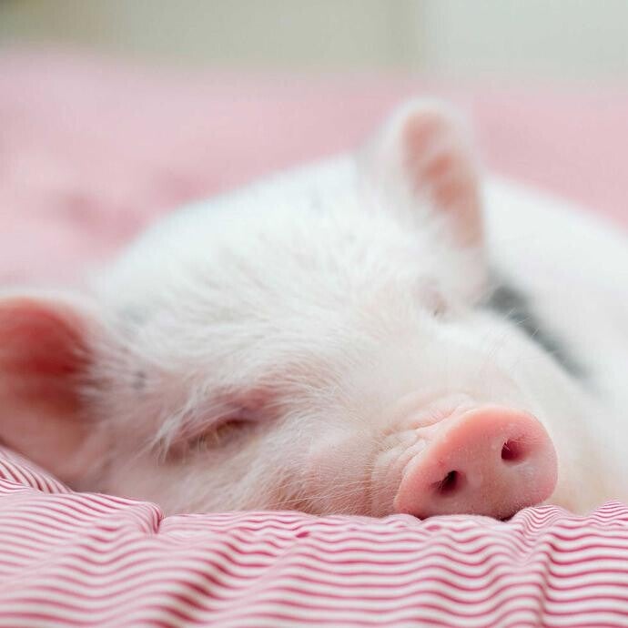 MINI-COCHON 13% CUBE / Mini Pig 13% pelleted