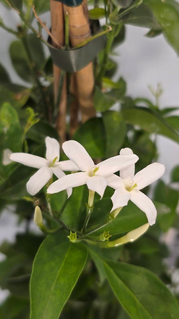 Jasminum - Gelsomino Azoricum Piramide v17