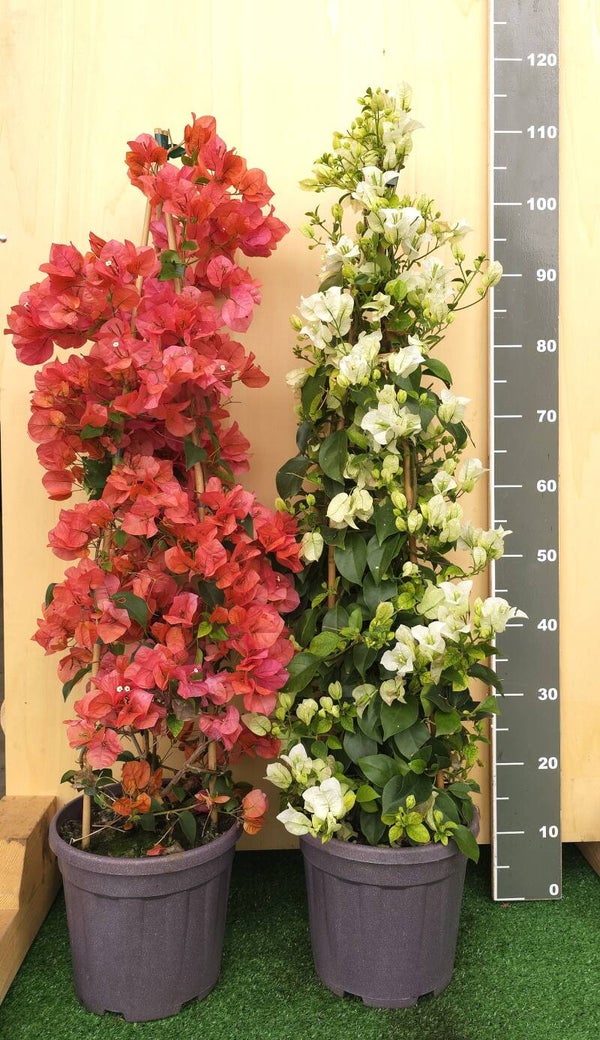 Bougaivillea Sanderiana Piramide v22