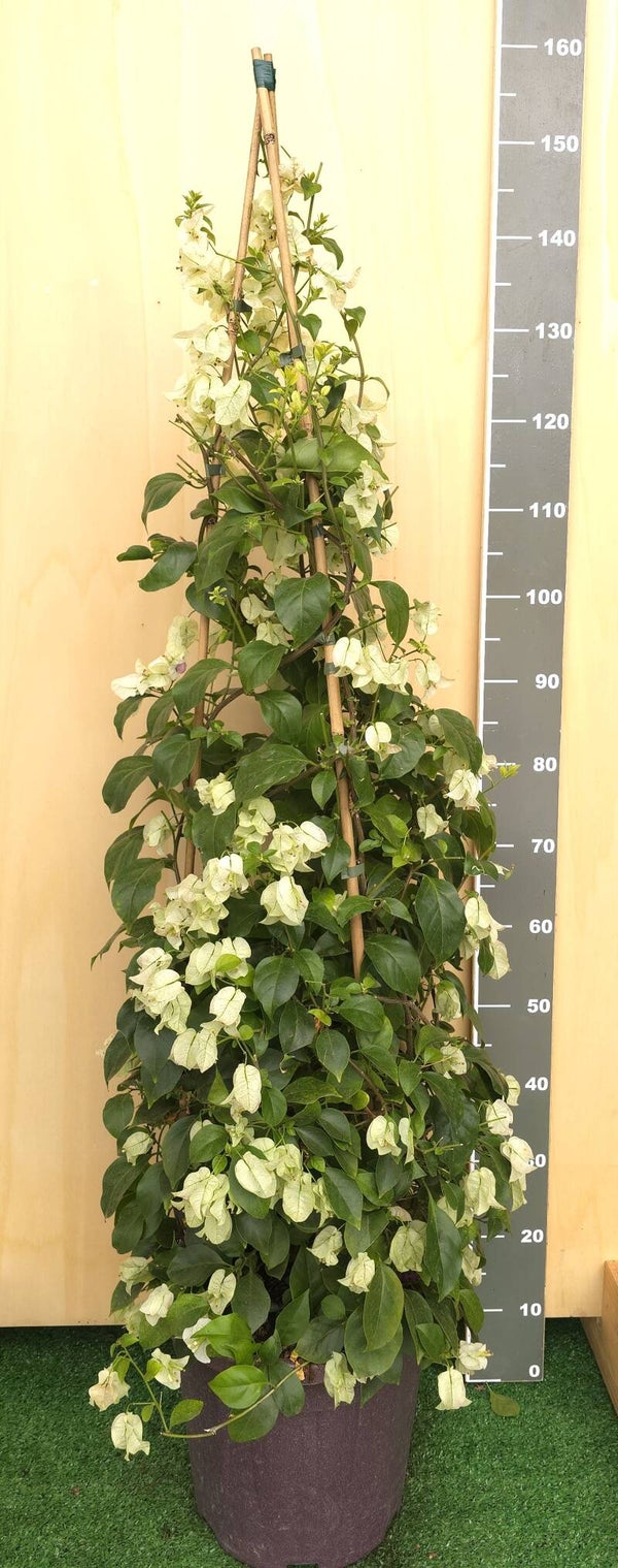 Bougaivillea Sanderiana Piramide v28 H150