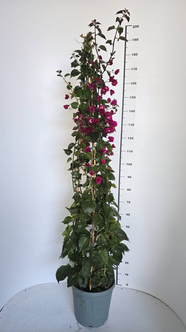 Bougaivillea Colorato Piramide v28 H180