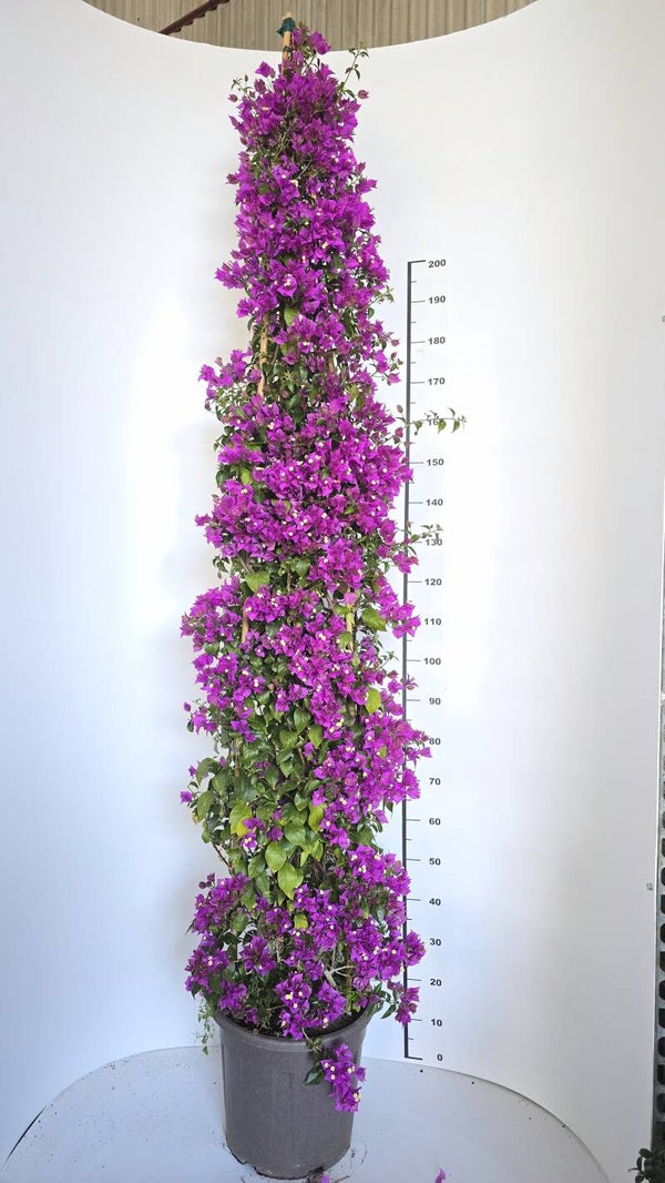 Bougaivillea Sanderiana Piramide v37 H250