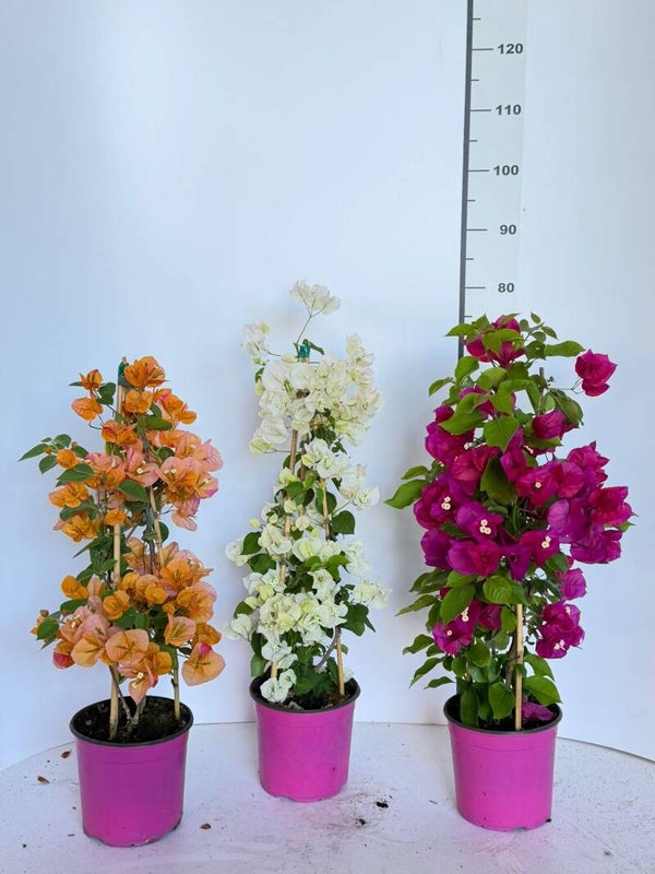 Bougaivillea Californiana Piramide v19 H75