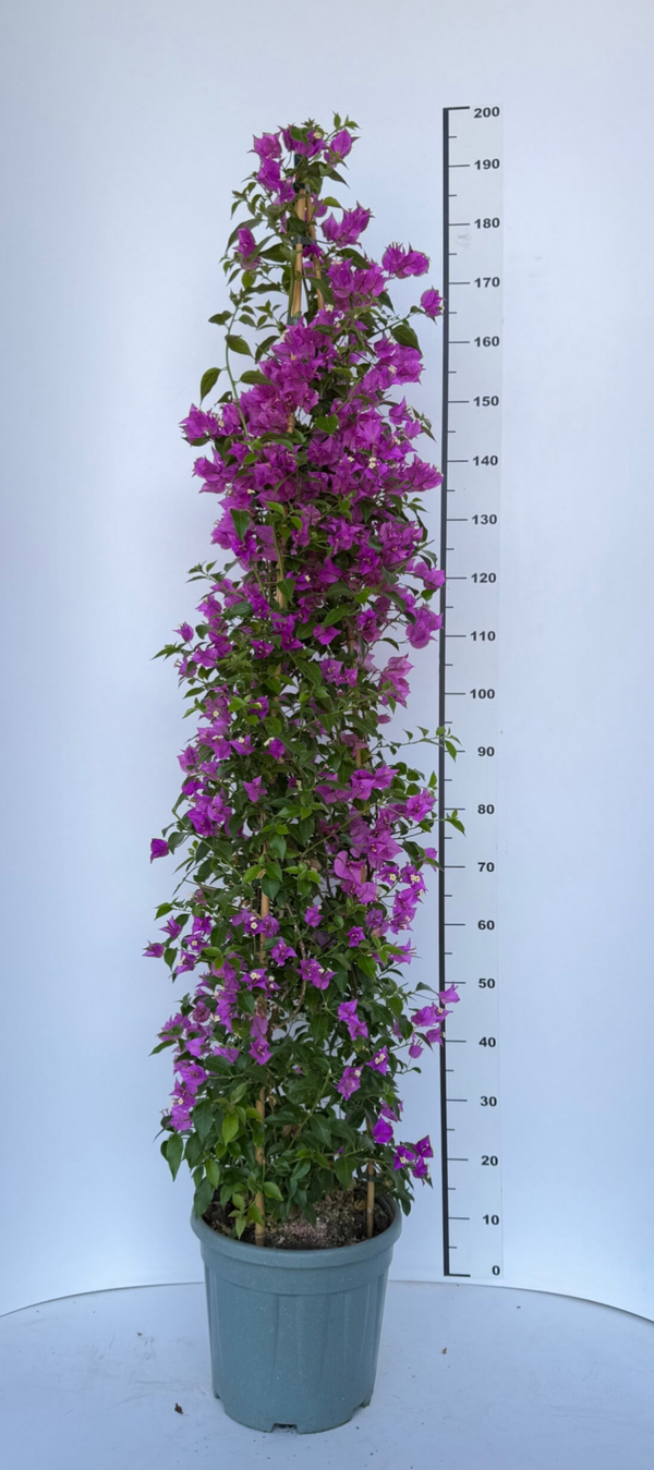 Bougaivillea Sanderiana Piramide v28 H180