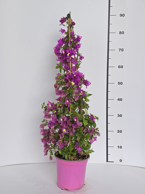 Bougaivillea Sanderiana Piramide v19 H90