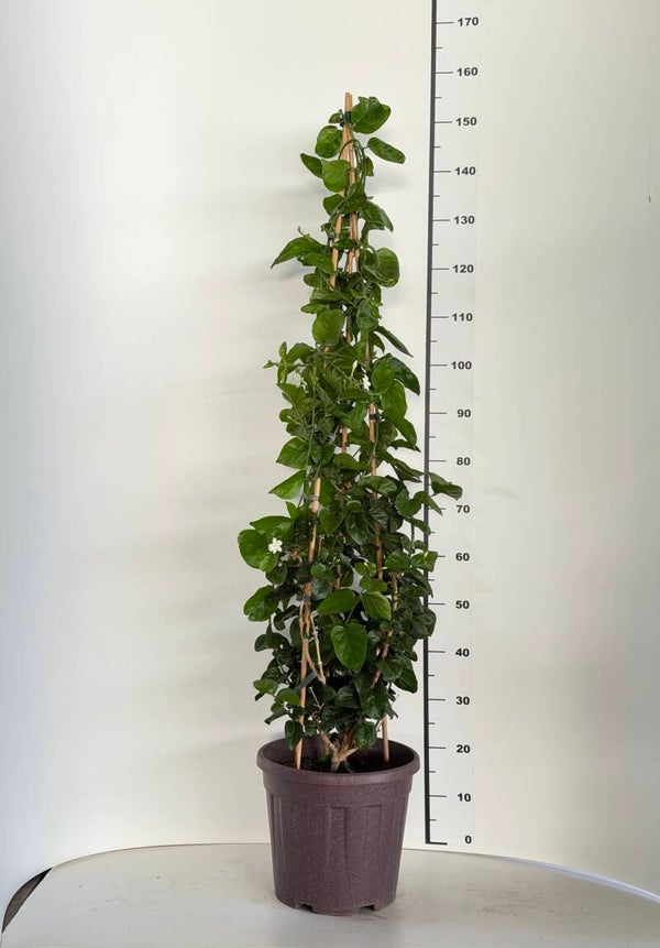 Jasminum / Gelsomino Sambac Piramide v28