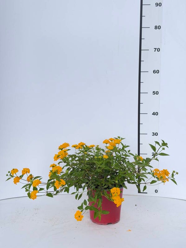 Lantana camara e sellowiana  v17