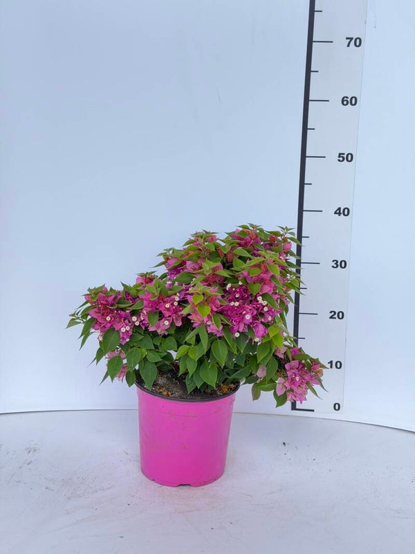 Bougaivillea Mini-Thai cespuglio v17