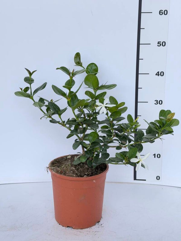 Carissa Macrocarpa v19