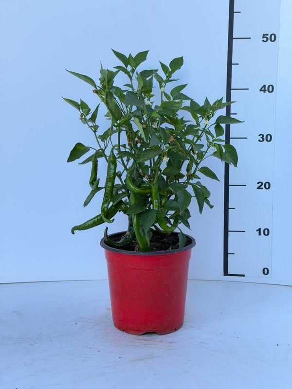 Peperoncino di Cayenna