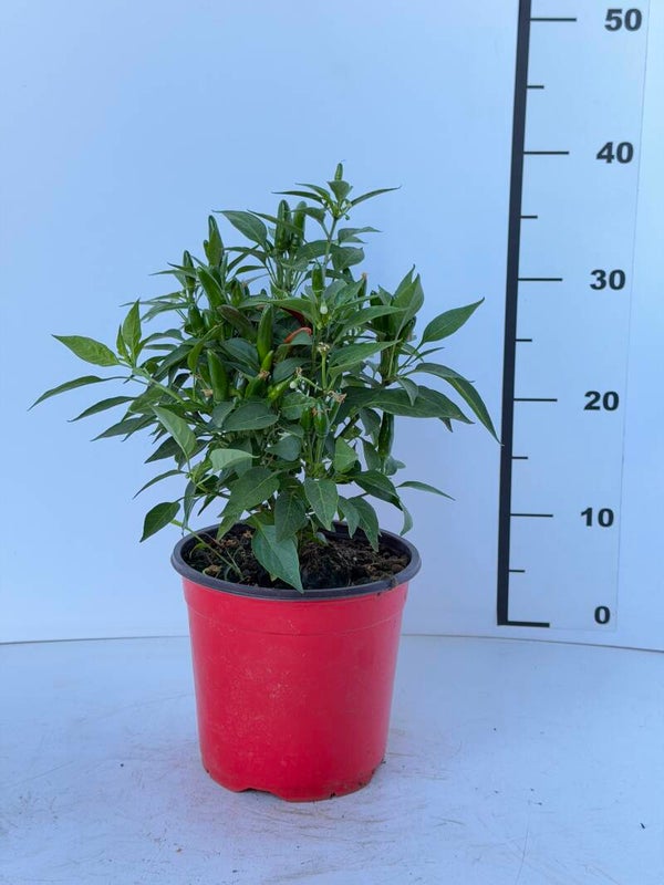 Peperoncino "Guarda in cielo"