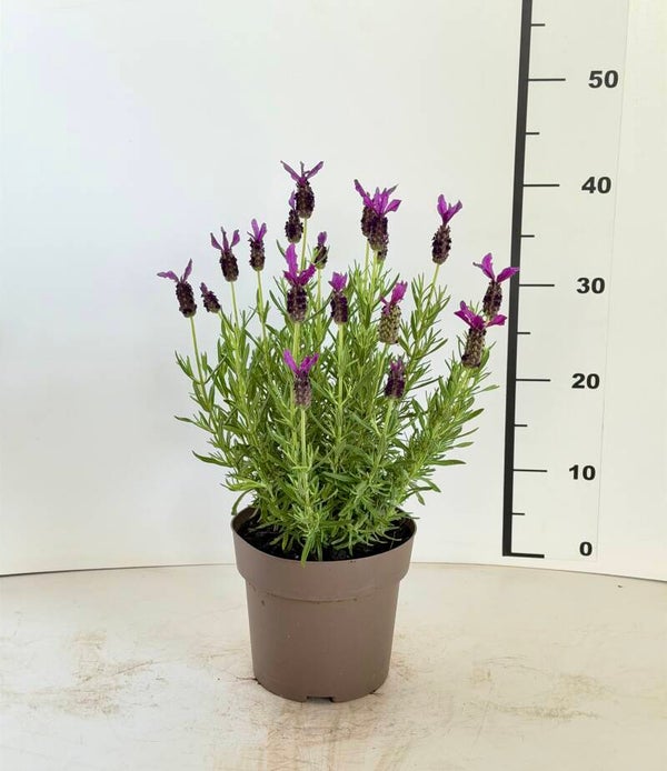 Lavanda Stoechas v17