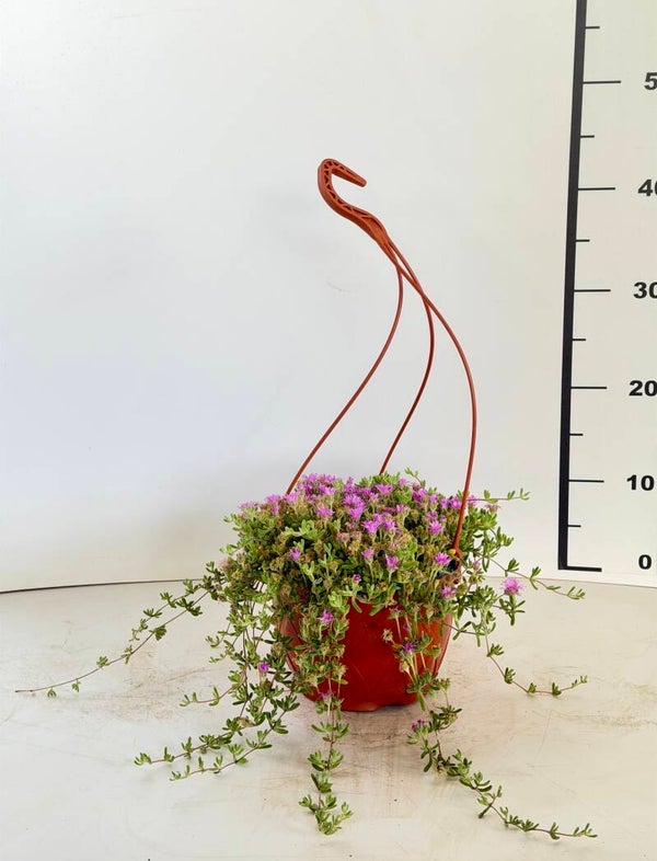 Drosanthemum hispidum - Barba di Giove V19 bk