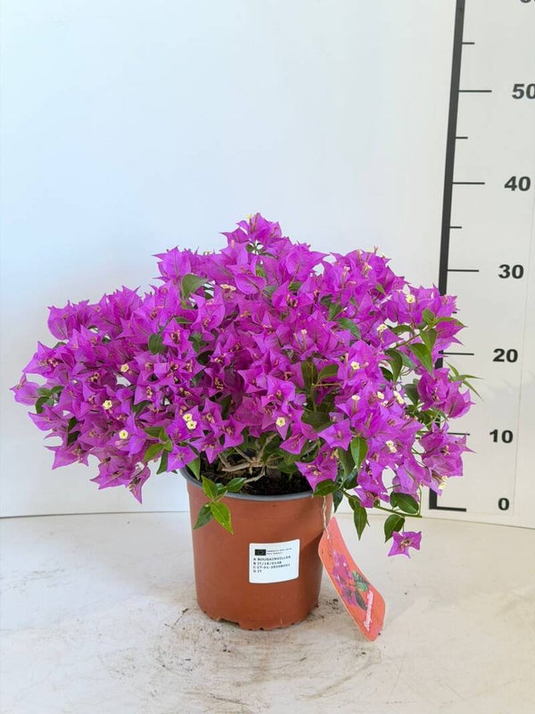 Bougainvillea Sanderiana cespuglio v17