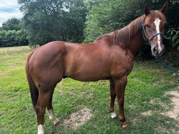 “Dollar” 9yr Grade Gelding 14.2 hands (Copy)