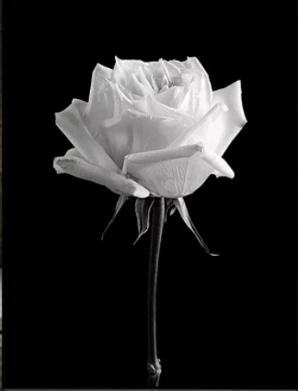 Diamond painting witte roos