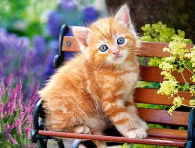 Diamond painting poesje op bank