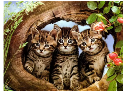 Diamond painting poesjes in boom