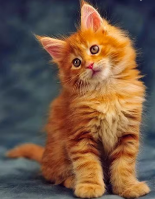 Diamond painting rood poesje