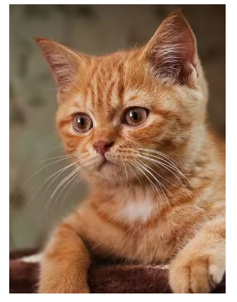 Diamond painting rode poes