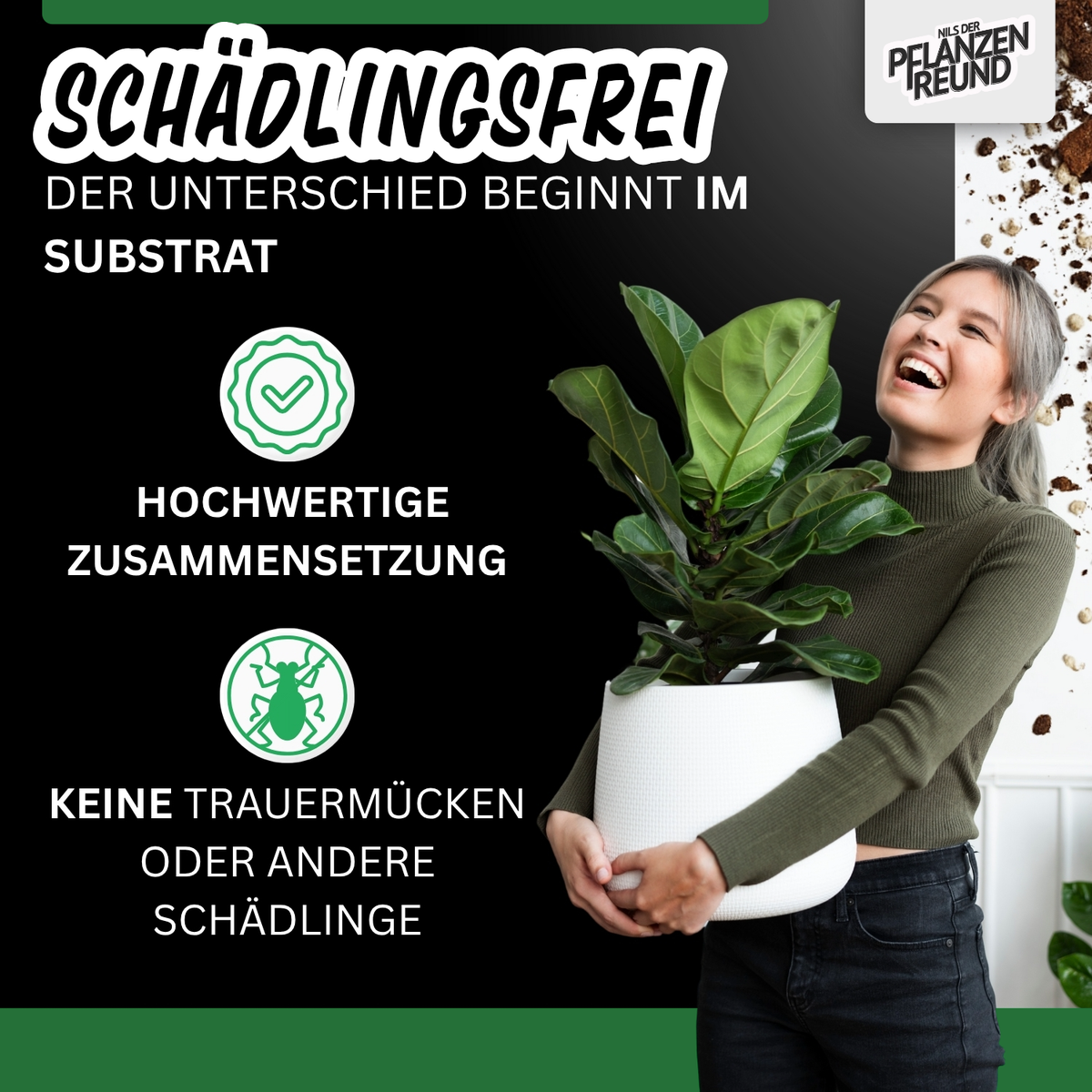 zimmerpflanze zitronenmelisse Zitronenmelisse Melissa officinalis  Bio kaufen