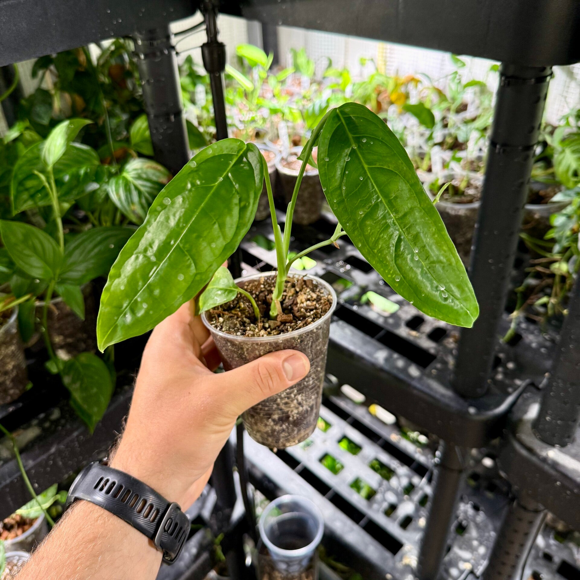 Monstera obliqua 'amazonas'