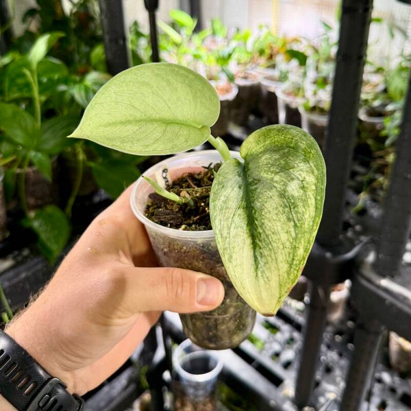 Scindapsus 'exotica aurea' variegata