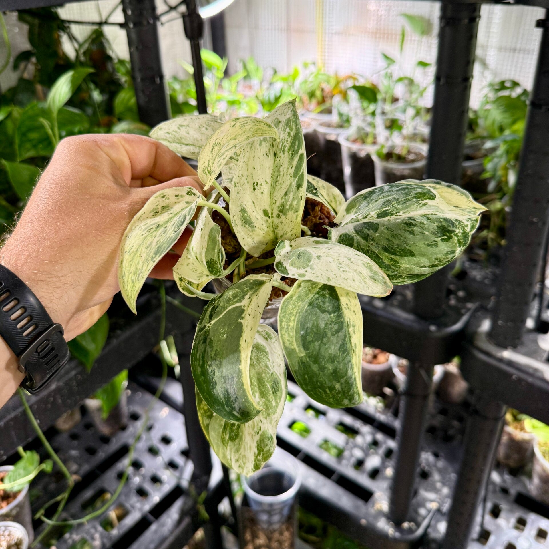 Scindapsus 'crème brulée'