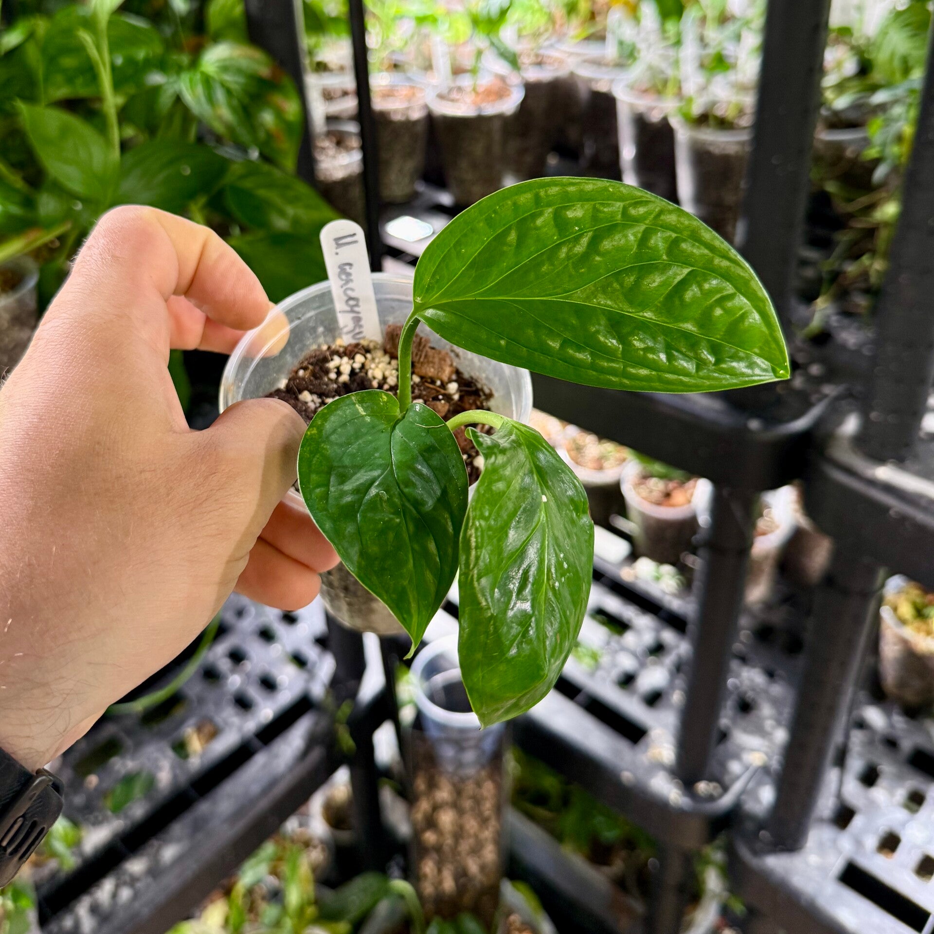 Monstera 'acacoyaguensis'