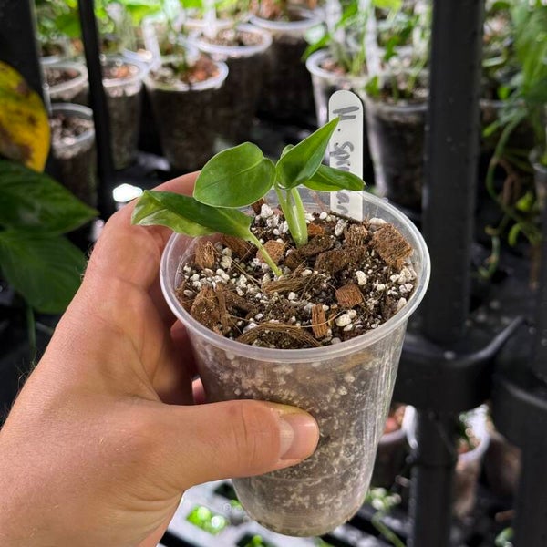 Monstera 'spruceana'