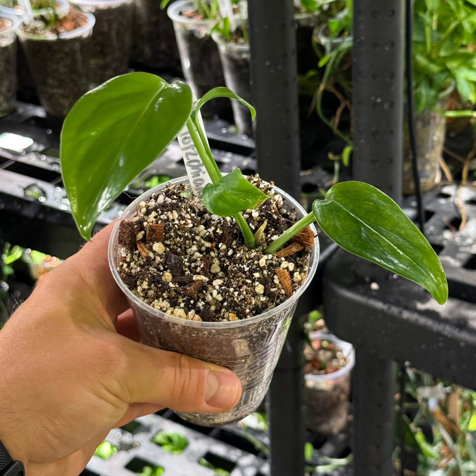 Monstera adansonii 'subsp. klotzschiana'