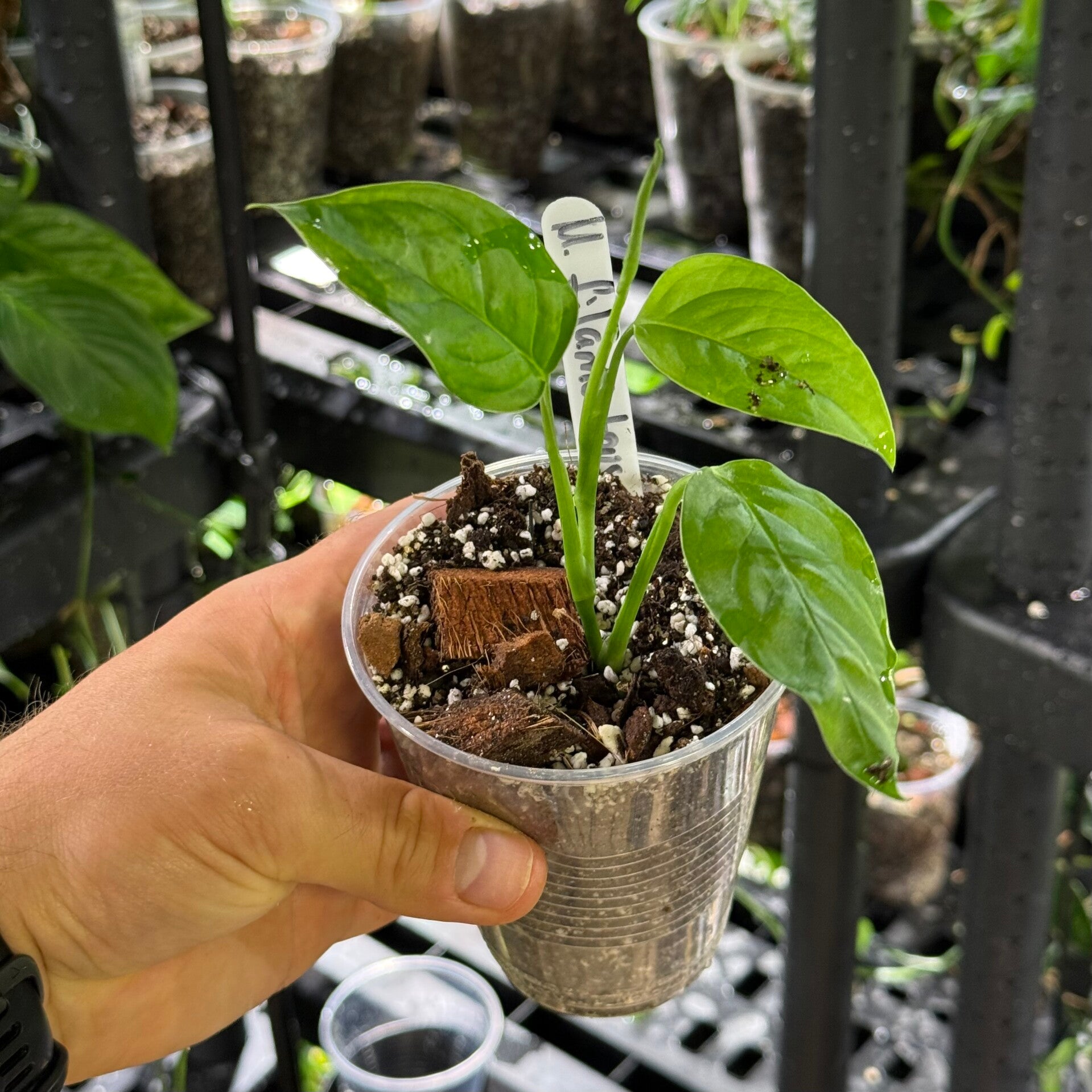 Monstera obliqua 'filamentous'