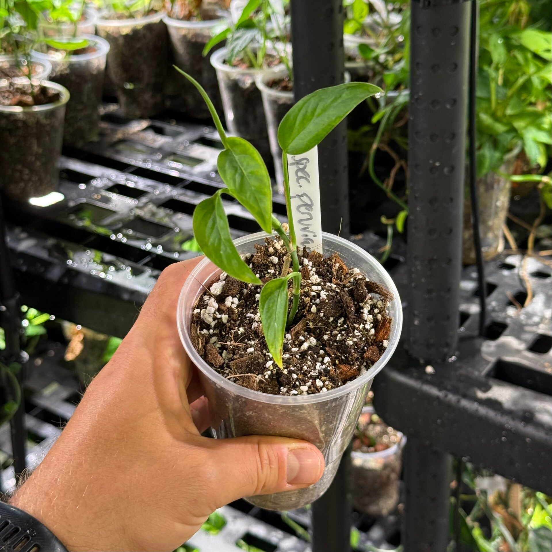 Monstera spec. 'peruviana'
