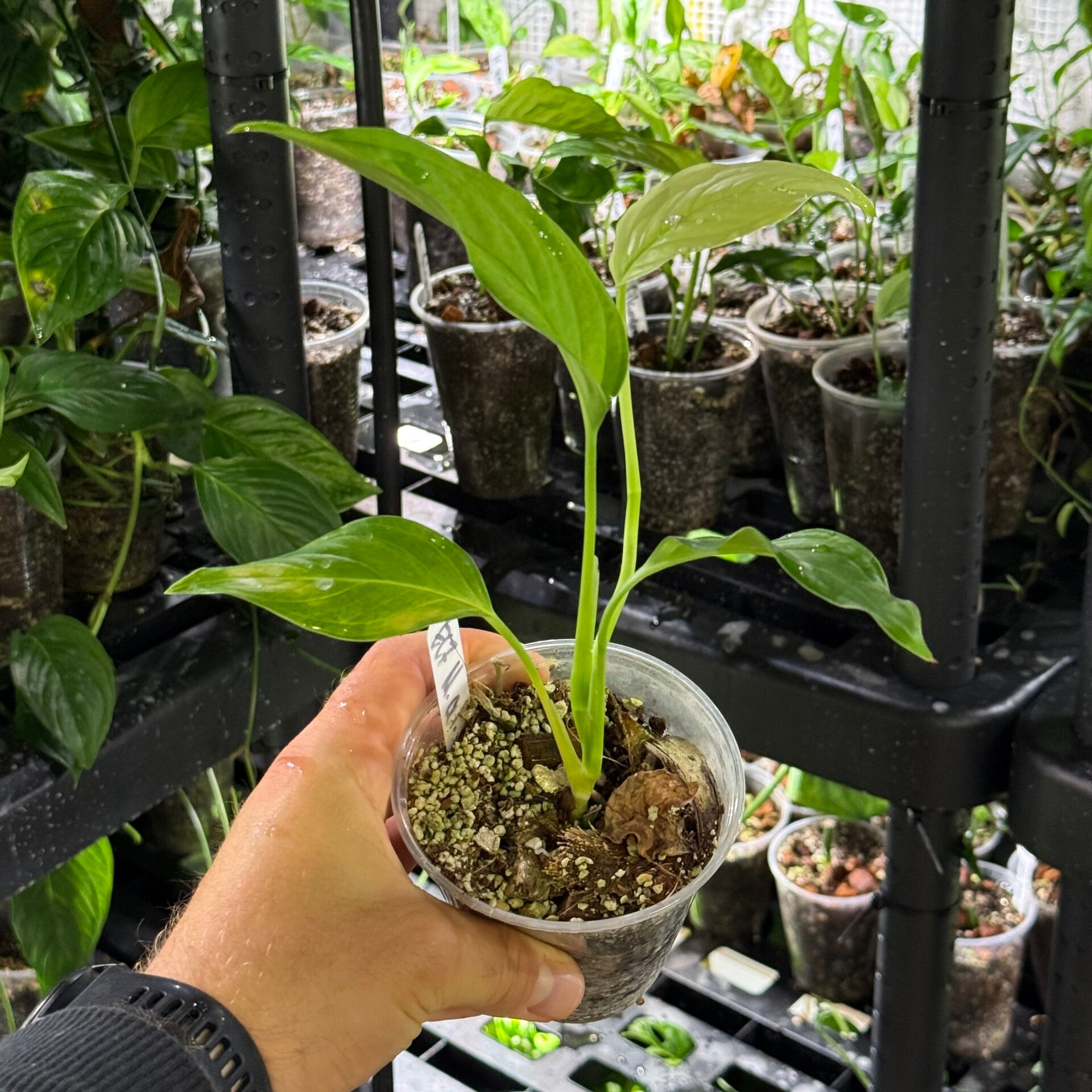 Monstera sp. 'colombia'