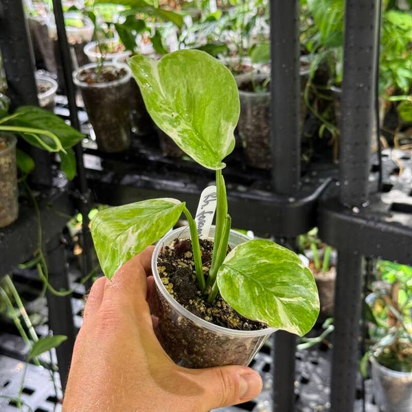 Rhaphidophora 'foraminifera' variegata
