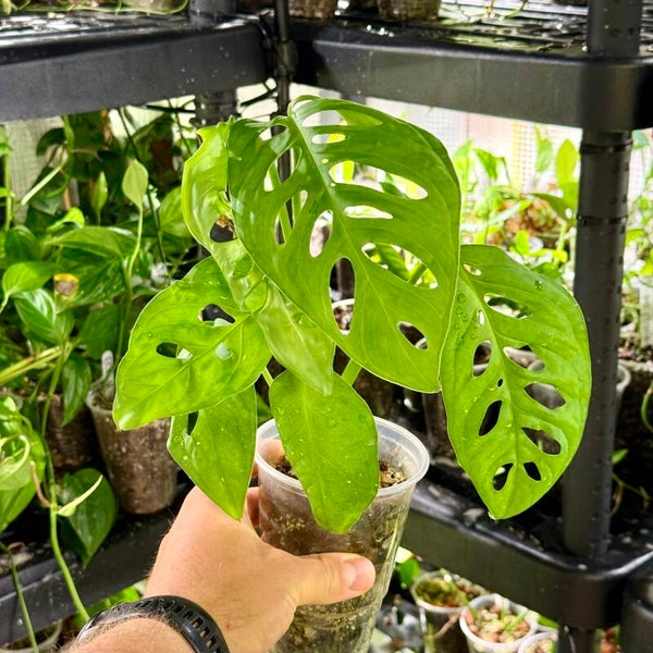 Monstera subsp. 'esqueleto / epipremnoides'