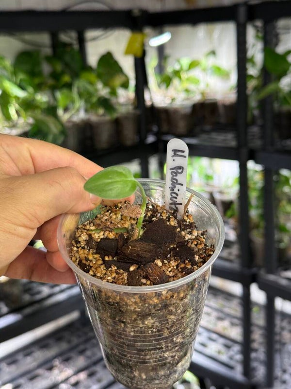 Monstera 'pachicutza'